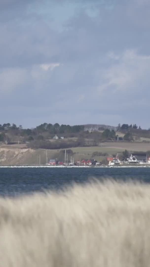 homo iso kalu ja pallot